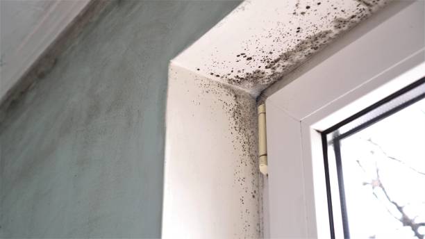 Best Water Damage Restoration  in Farrell, PA