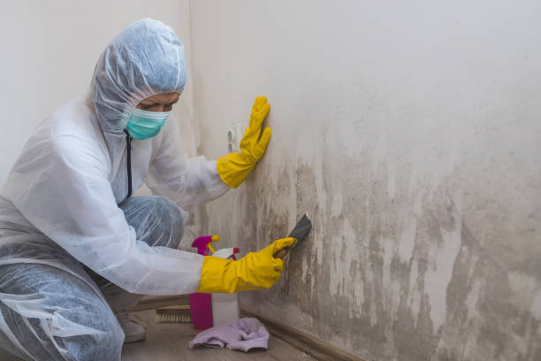 Best Mold Remediation Services  in Farrell, PA