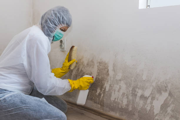 Best Mold Cleaning Services  in Farrell, PA