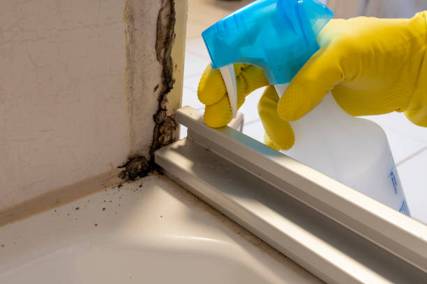 Best Fast Mold Removal  in Farrell, PA