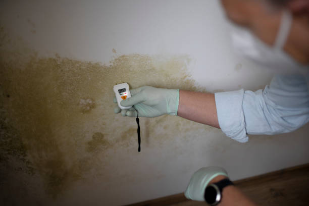 Best Attic Mold Removal  in Farrell, PA
