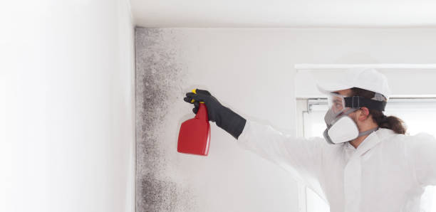 Reliable Farrell, PA Mold Removal Solutions
