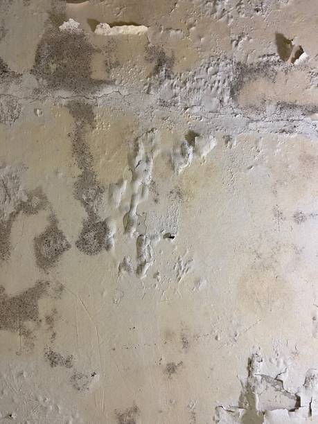 Best Mold Testing and Removal  in Farrell, PA