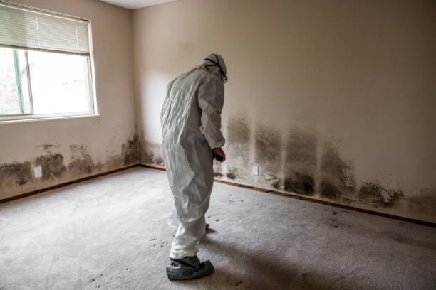 Home Mold Removal in Farrell, PA