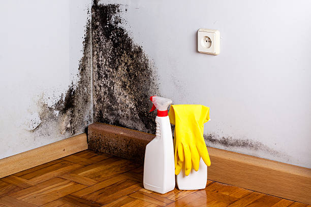 Mold Testing and Removal in Farrell, PA