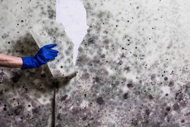Best Affordable Mold Removal  in Farrell, PA