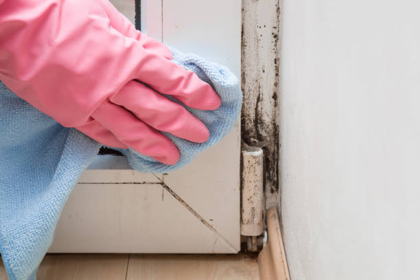 Best Attic Mold Removal  in Farrell, PA